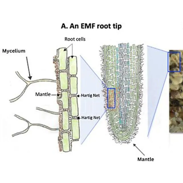 thumbnail for publication: Biology, Ecology, and Benefits of Ectomycorrhizal Fungi in Natural and Managed Forest Ecosystems
